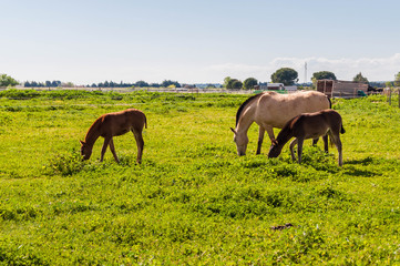 Obraz premium Chevaux.
