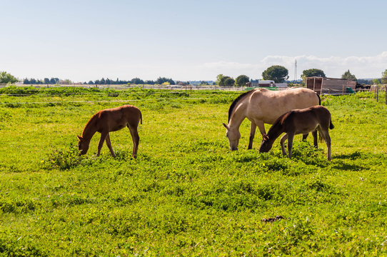 Chevaux.