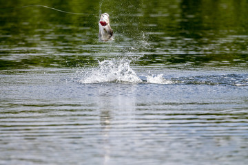 fighting action of barramundi ( silver perch, white perch) jumps into the air when it is hooked by a fisherman fishing ,Barramundi fishing.