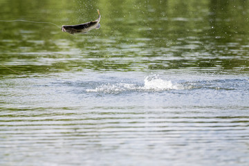 fighting action of barramundi ( silver perch, white perch) jumps into the air when it is hooked by a fisherman fishing ,Barramundi fishing.