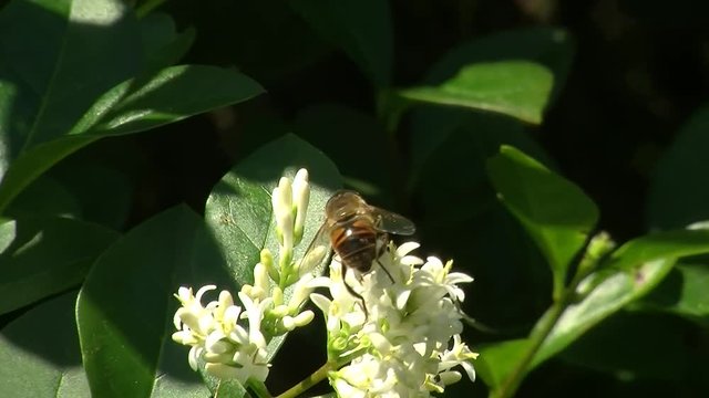 Eine Mistbiene krabbelt auf wei&szlig;en Ligusterbl&uuml;ten