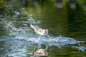 Fototapeta premium fighting action of barramundi ( silver perch, white perch) jumps into the air when it is hooked by a fisherman fishing ,Barramundi fishing.