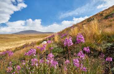 Obraz premium Beautiful flowers in the field. Sunset in the steppe, a beautiful evening sky with clouds, plato Ukok, no one around, Altai, Siberia, Russia