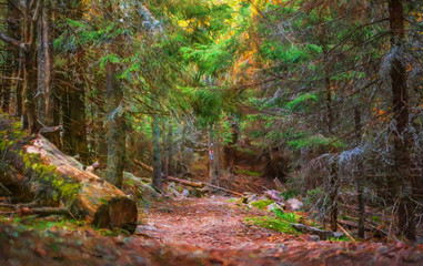 In the forest. Modern oil painting illustration art