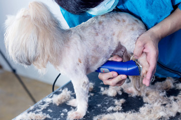 Dog Grooming. Master shear white terrier dog.