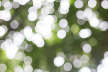 Obraz premium Bokeh from Plumeria tree (Leelavadee) 