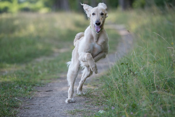 Kyrgyzian  Sight hound Taigan dog running on the grass