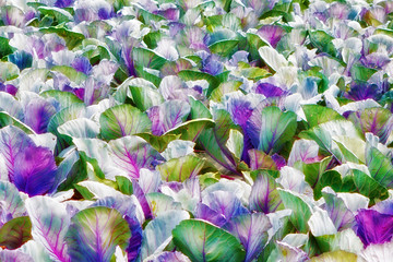 Colorful leaves of kohlrabi at the field in summer sunlight. Abstract vegetable background concept.