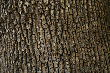 Texture di una corteccia d'albero