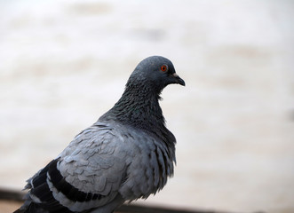 Pigeon perching on riverside.