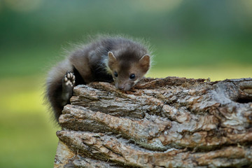 Beautiful cute beech marten, forest animal, Martes foina, Stone marten, detail portrait. Small predator with the tree trunk near forest. Czech republic, europe.