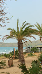 Fototapeta na wymiar Palm trees on the beach with blue sky