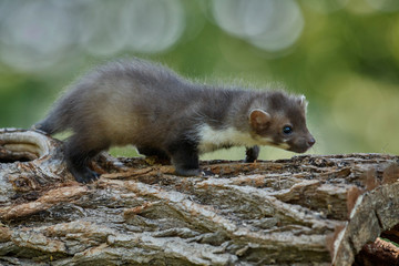 Naklejka premium Beautiful cute beech marten, forest animal, Martes foina, Stone marten, detail portrait. Small predator with the tree trunk near forest. Czech republic, europe.