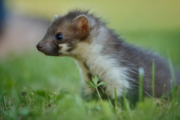 Beautiful cute beech marten, forest animal, Martes foina, Stone marten, detail portrait. Small predator with the tree trunk near forest. Czech republic, europe.