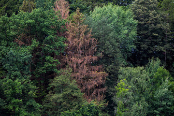 Obraz premium Waldsterben