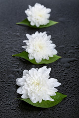 Three white daisies with water drops