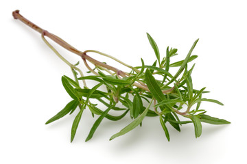Thyme