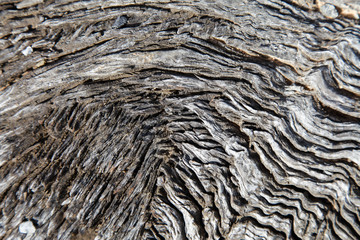 Old wood surface weathering