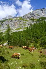 Cows on high mountain pastures in Julian Alps