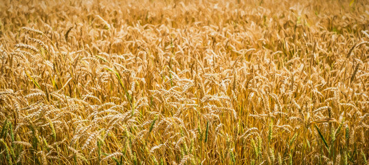 Wheat field. Modern oil painting illustration art