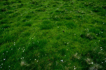 Field flowers photographed in Bucegi mountains, Romania. Spring day