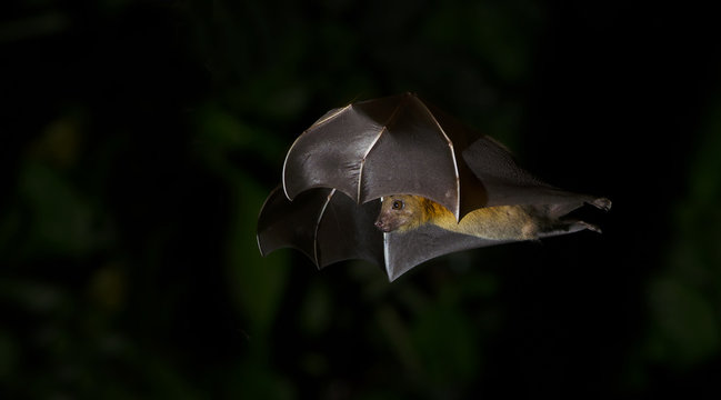 Bat, Greater Shortnosed Fruit Bat flying at night