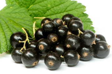 Ribes divaricatum, black currant with leaf isolated on white background