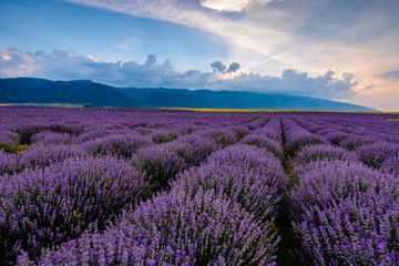 Fototapeta na wymiar Lavender field shot at sunrise in Karlovo, Bulgaria
