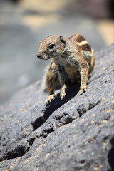Barbary Ground Squirrel at Fuerteventura, Spain