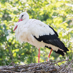 White stork sitting on a nest
