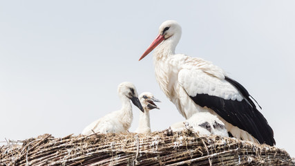 White stork sitting on a nest
