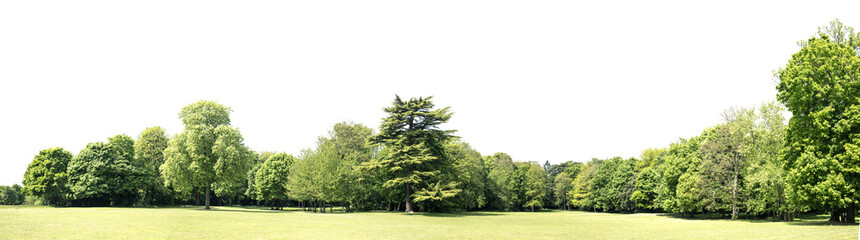 Fototapeta na wymiar High definition Treeline isolated on a white background