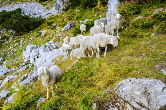 Sheep grazing in Julian Alps