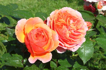 Orange roses