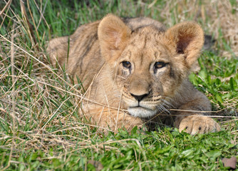 Naklejka na ściany i meble African Lion cub