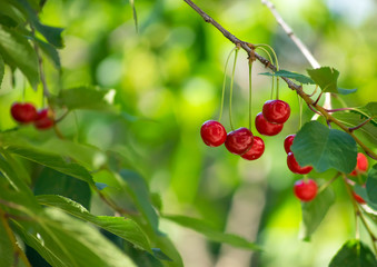 Branches of cherry tree with ripe berries