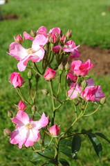 Bush of pink roses