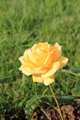 Yellow rose