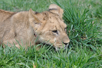 African  Lion cub