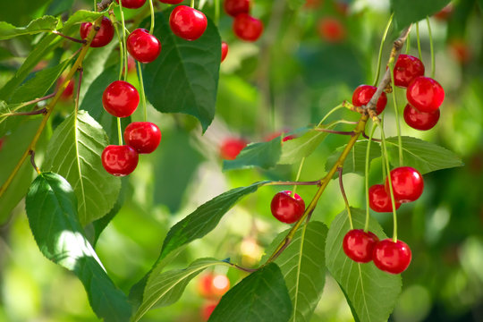 Branches of cherry tree with ripe berries