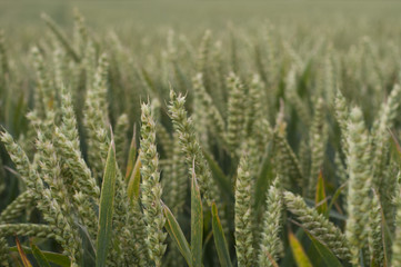 green wheat field 