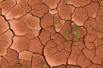 Dry cracked earth background with the grass-awaited growth because the world warms up every year.
