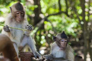 Monkey downward gaze