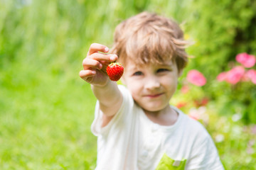  boy holds a strawberry in hands outdoors.