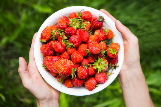 woman's hands holding a plate of strawberries  on background of a green grass. Top view..