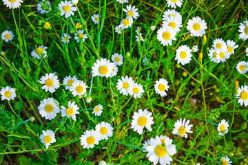 daisies shot close-up that the wind swings