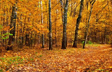 Obraz premium Autumnal park