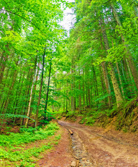 road in the spruce forest to climb the mountain