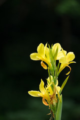 Yellow Canna indica flower (or Indian shot, African arrowroot, edible canna, purple arrowroot, Sierra Leone arrowroot) is a plant species in the family Cannaceae.