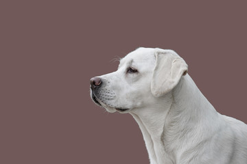 Portrait Labrador Retriever Hund vor Hintergrund mit Textfreiraum